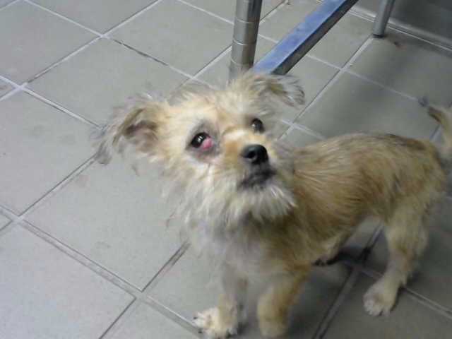 Shelter Stray Male Dog last seen Near BLOCK INDIAN SCHOOL RD NW, 8920 Lomas Blvd NE, Albuquerque, NM 87112, USA