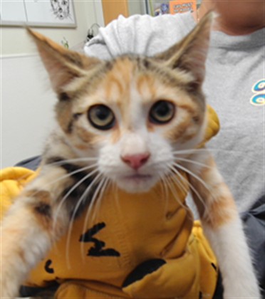 Shelter Stray Female Cat last seen Near BLOCK JERRYS PL SW, 3001 2nd St SW, Albuquerque, NM 87105, USA