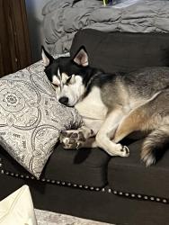 Reunited Male Dog last seen Rancho Cordova, Rancho Cordova, CA 95670