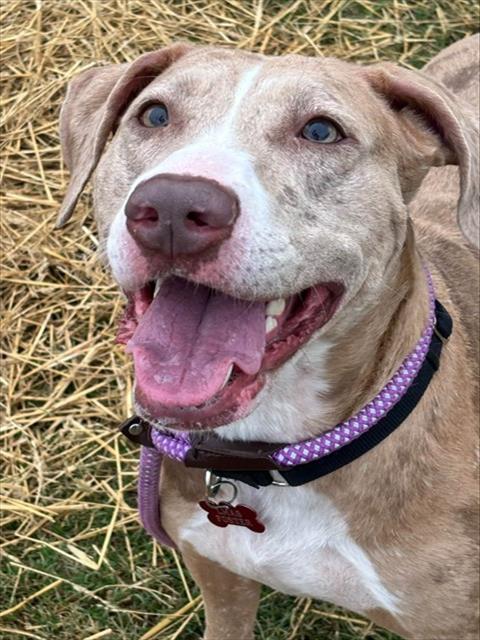 Shelter Stray Female Dog last seen Near BLOCK S 3RD ST, 3528 Newburg Rd, Louisville, KY 40218, USA