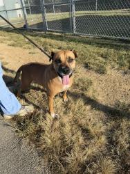 Shelter Stray Male Dog last seen Near BLOCK ATLANTA PKWY, 3528 Newburg Rd, Louisville, KY 40218, USA