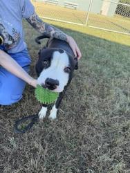 Shelter Stray Male Dog last seen Near BLOCK NORTH DR8, 3528 Newburg Rd, Louisville, KY 40218, USA