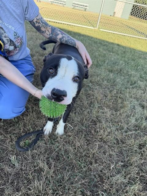 Shelter Stray Male Dog last seen Near BLOCK NORTH DR8, 3528 Newburg Rd, Louisville, KY 40218, USA