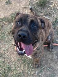 Shelter Stray Male Dog last seen Near BLOCK PLACE JUANE, 3528 Newburg Rd, Louisville, KY 40218, USA