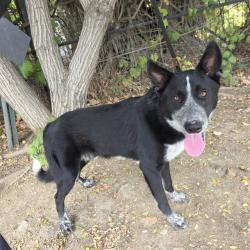 Shelter Stray Male Dog last seen Near BLK CHERRY AVE SIGNAL HILL CA 90755, Long Beach, CA 90755, USA