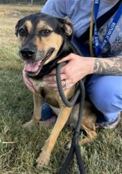 Shelter Stray Female Dog last seen Near BLOCK COCHRAN HILL RD, 3528 Newburg Rd, Louisville, KY 40218, USA