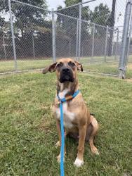 Shelter Stray Male Dog last seen Near BLOCK W CHESTNUT ST, 3528 Newburg Rd, Louisville, KY 40218, USA
