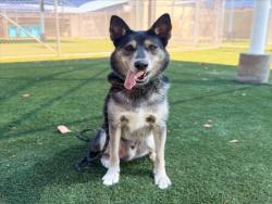 Shelter Stray Male Dog last seen , 3201 Lacy St, Los Angeles, CA 90031, USA