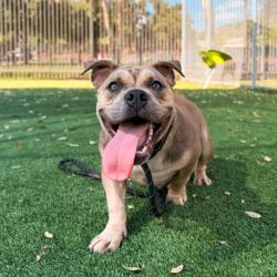 Shelter Stray Female Dog last seen , 3201 Lacy St, Los Angeles, CA 90031, USA