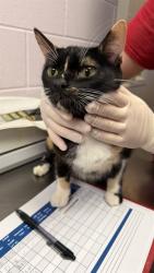 Shelter Stray Female Cat last seen KINKAID RD, 2020 Forest St, Jacksonville, FL 32204, USA