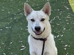 Shelter Stray Male Dog last seen , 3201 Lacy St, Los Angeles, CA 90031, USA