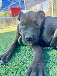 Shelter Stray Female Dog last seen , 3201 Lacy St, Los Angeles, CA 90031, USA