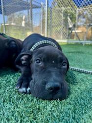 Shelter Stray Male Dog last seen , 3201 Lacy St, Los Angeles, CA 90031, USA
