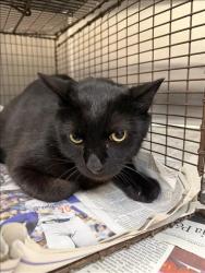 Shelter Stray Male Cat last seen , 3201 Lacy St, Los Angeles, CA 90031, USA
