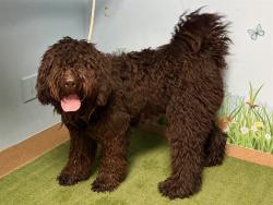 Shelter Stray Male Dog last seen , 38550 Sierra Hwy, Palmdale, CA 93550, USA