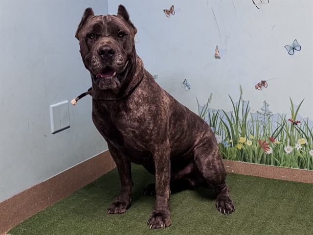 Shelter Stray Male Dog last seen , 38550 Sierra Hwy, Palmdale, CA 93550, USA