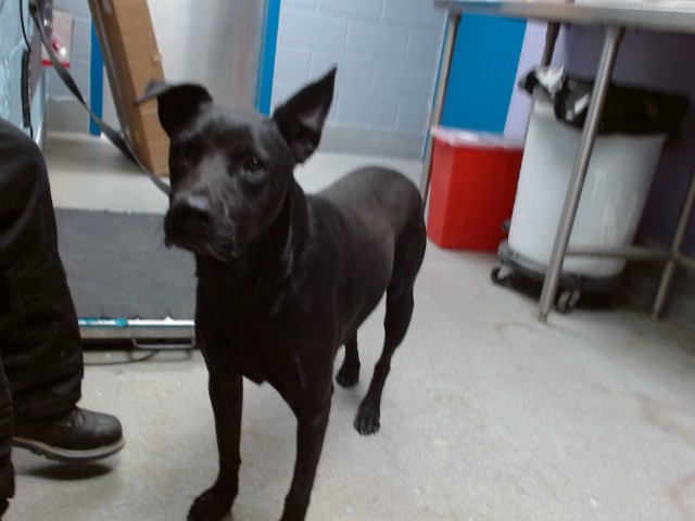 Shelter Stray Male Dog last seen Near BLOCK OF SONYA SW, 11800 Sunset Gardens Rd SW, Albuquerque, NM 87121, USA