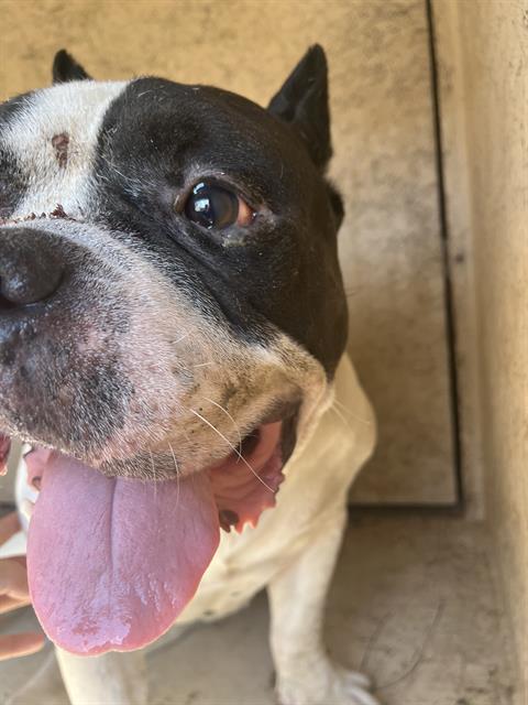 Shelter Stray Male Dog last seen Near BLOCK SE 85TH ST, CHOCTAW OK 73020, 2811 SE 29th St, Oklahoma City, OK 73129, USA