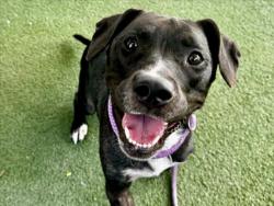 Shelter Stray Female Dog last seen , 11361 W Pico Blvd, Los Angeles, CA 90064, USA