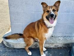Shelter Stray Male Dog last seen , 11361 W Pico Blvd, Los Angeles, CA 90064, USA