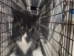 Shelter Stray Male Cat last seen , 11361 W Pico Blvd, Los Angeles, CA 90064, USA