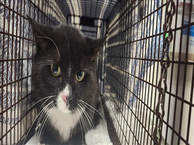 Shelter Stray Male Cat last seen , 11361 W Pico Blvd, Los Angeles, CA 90064, USA
