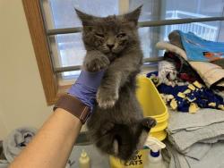 Shelter Stray Male Cat last seen Near BLOCK SE 383RD ST, AUBURN WA 98092, 21615 64th Ave S, Kent, WA 98032, USA