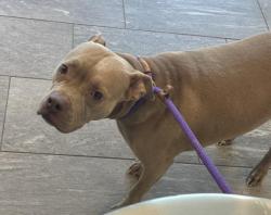 Shelter Stray Female Dog last seen Near BLOCK E ALAMEDA AVE, AURORA CO 80012 1216, 2080 S Quebec St, Denver, CO 80231, USA