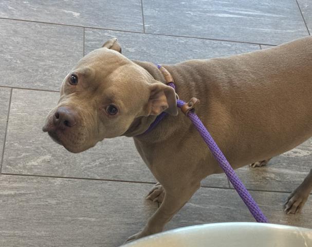 Shelter Stray Female Dog last seen Near BLOCK E ALAMEDA AVE, AURORA CO 80012 1216, 2080 S Quebec St, Denver, CO 80231, USA