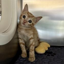 Shelter Stray Male Cat last seen Near BLOCK WALNUT GROVE AVE, RIVERSIDE CA 92503, 6851 Van Buren Boulevard, Jurupa Valley, CA 92509, USA