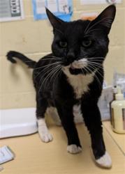 Shelter Stray Male Cat last seen 51ST AVE & DEMARET DR, 2127 Front St, Sacramento, CA 95818, USA