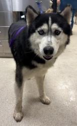 Shelter Stray Male Dog last seen Near BLOCK HAINES ST, PERRIS CA 92570, 6851 Van Buren Boulevard, Jurupa Valley, CA 92509, USA