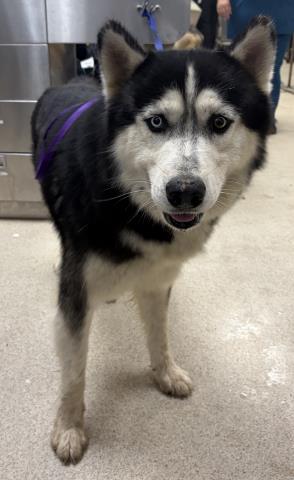 Shelter Stray Male Dog last seen Near BLOCK HAINES ST, PERRIS CA 92570, 6851 Van Buren Boulevard, Jurupa Valley, CA 92509, USA