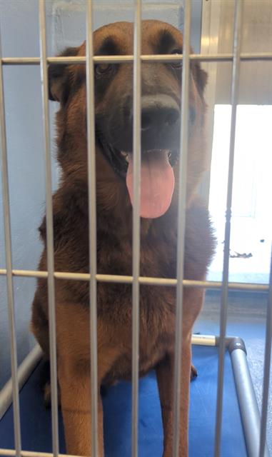 Shelter Stray Male Dog last seen , 11258 Garfield Ave, Downey, CA 90242, USA