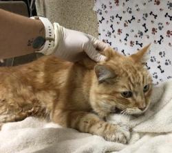 Shelter Stray Male Cat last seen Near BLOCK POTOMAC ST, RIVERSIDE CA 92504, 6851 Van Buren Boulevard, Jurupa Valley, CA 92509, USA