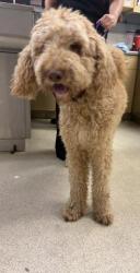 Shelter Stray Male Dog last seen CENTER ST//LA CADENA, RIVERSIDE, CA, 6851 Van Buren Boulevard, Jurupa Valley, CA 92509, USA