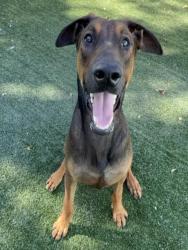 Shelter Stray Male Dog last seen , West Valley Animal Shelter, 20655 Plummer St, Chatsworth, CA 91311, USA