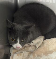 Shelter Stray Male Cat last seen , West Valley Animal Shelter, 20655 Plummer St, Chatsworth, CA 91311, USA