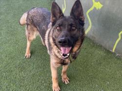 Shelter Stray Female Dog last seen , 14409 Vanowen St, Van Nuys, CA 91405, USA