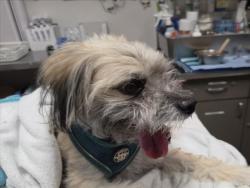 Shelter Stray Male Dog last seen , 14409 Vanowen St, Van Nuys, CA 91405, USA