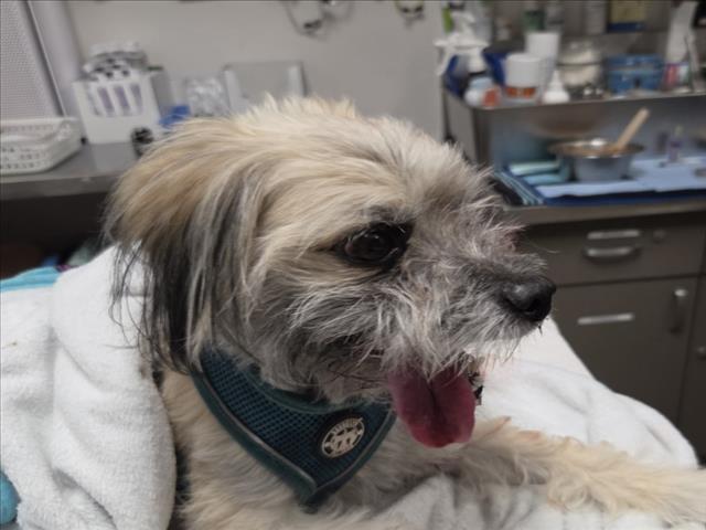 Shelter Stray Male Dog last seen , 14409 Vanowen St, Van Nuys, CA 91405, USA
