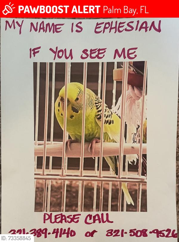 Lost Female Bird last seen US1, Palm Bay, FL 32905