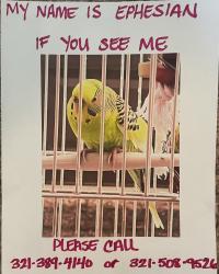 Lost Female Bird last seen US1, Palm Bay, FL 32905