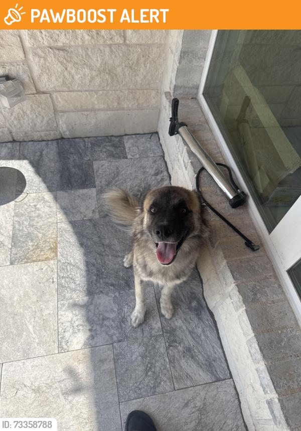 Found/Stray Female Dog last seen Dowell road and FM-550, McLendon-Chisholm, TX 75032