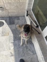 Found/Stray Female Dog last seen Dowell road and FM-550, McLendon-Chisholm, TX 75032