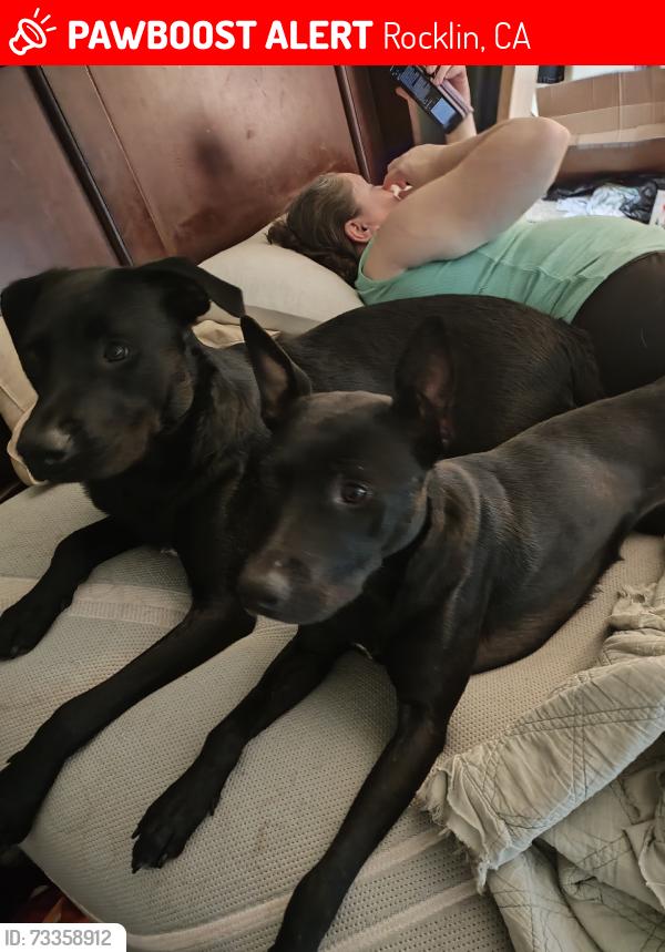 Lost Female Dog last seen Sunset, Rocklin, CA 95677