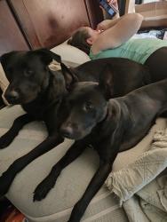 Lost Female Dog last seen Sunset, Rocklin, CA 95677