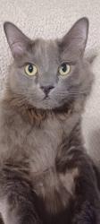 Lost Male Cat last seen Near street: Olive Ibis, San Antonio, TX 78253