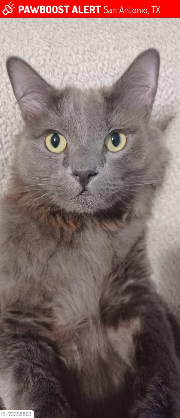 Lost Male Cat last seen Near street: Olive Ibis, San Antonio, TX 78253