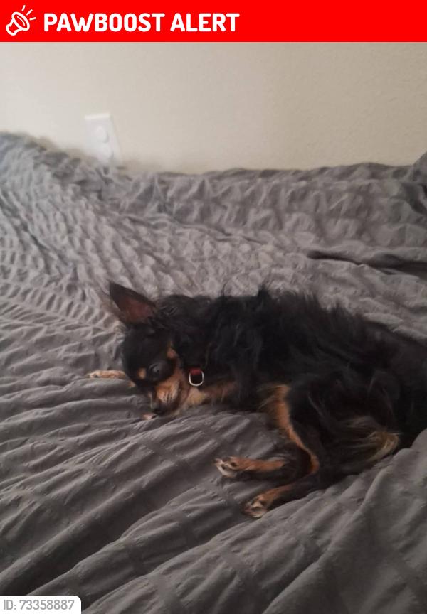 Lost Male Dog last seen Walnut Cove/Vistawood, Montgomery County, TX 77318